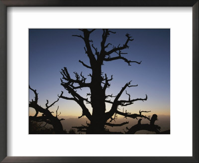 Silhouette Of A Bristlecone Pine, Notch Peak, House Range, Utah by Bill Hatcher Pricing Limited Edition Print image