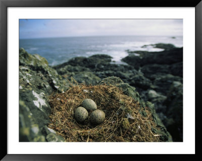 Glaucous-Winged Gull Nest With Three Eggs On Rock by Joel Sartore Pricing Limited Edition Print image