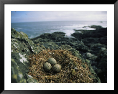 Glaucous-Winged Gull Nest With Three Eggs On Rock by Joel Sartore Pricing Limited Edition Print image