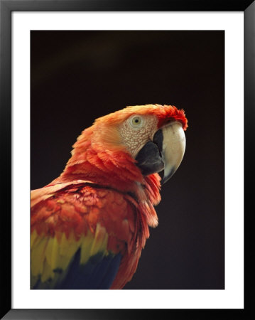 A Close View Of A Macaw by Kenneth Garrett Pricing Limited Edition Print image