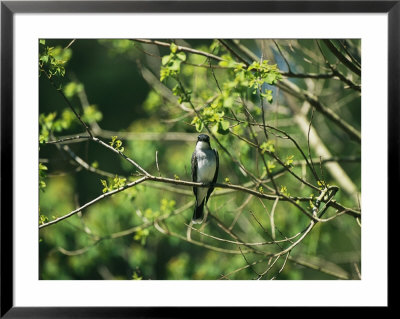 A Tree Swallow Perched On A Tree Branch With New Spring Foliage by Raymond Gehman Pricing Limited Edition Print image