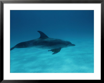 A Spotted Dolphin Sails Past The Coast Of Grand Bahama by Wolcott Henry Pricing Limited Edition Print image