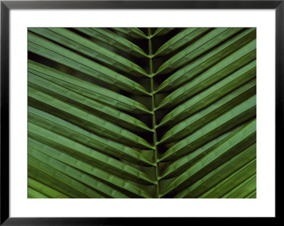 Palm Frond Pattern In The Ecuadorian Rain Forest by Michael Nichols Pricing Limited Edition Print image
