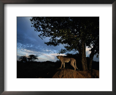 An African Cheetah Scouts For Prey From The Top Of A Large Termite Mound by Chris Johns Pricing Limited Edition Print image