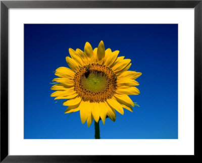A Single Sunflower Glows Against Blue Sky by Stephen St. John Pricing Limited Edition Print image