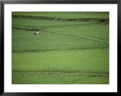 Woman Tends Terraced Rice Paddies by Steve Raymer Pricing Limited Edition Print image
