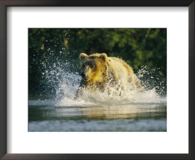 A Brown Bear Splashing In Water While Hunting Salmon by Klaus Nigge Pricing Limited Edition Print image
