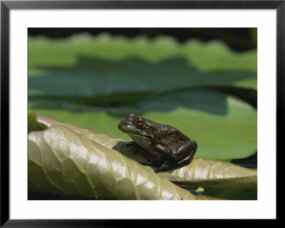 Amphibian On Water Lily Pad by Brian Gordon Green Pricing Limited Edition Print image