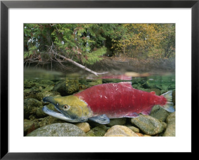 A Sockeye Salmon Spawns In The Shallow Water Of The Adams River by Paul Nicklen Pricing Limited Edition Print image