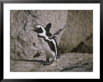 A Jackass Penguin Flaps Its Flippers by Joel Sartore Pricing Limited Edition Print image