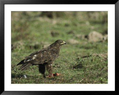 White-Tailed Sea Eagle Standing Over A Meal by Klaus Nigge Pricing Limited Edition Print image