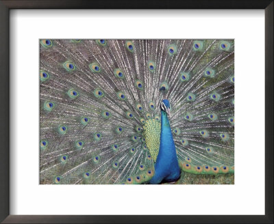 Peacock Displaying Feathers, Venezuela by Stuart Westmoreland Pricing Limited Edition Print image