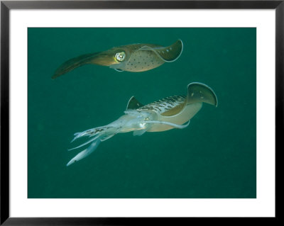 Caribbean Reef Squid Defends Its Claim To A Nearby Female by Brian J. Skerry Pricing Limited Edition Print image