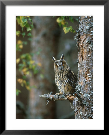 Long-Eared Owl, Asio Otus, Highlands, Scotland by Mark Hamblin Pricing Limited Edition Print image