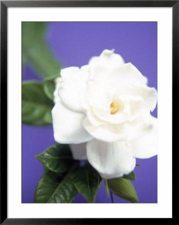 Gardenia by Masa Kono Pricing Limited Edition Print image