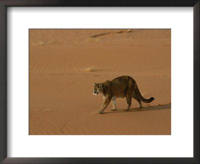 A Mountain Lion Walks Across Desert Landscape by Norbert Rosing Pricing Limited Edition Print image