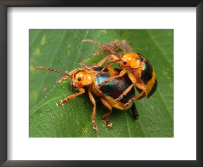 A Pair Of Larger Leaf Elm Beetles, Monocesta Coryli, Mating by George Grall Pricing Limited Edition Print image
