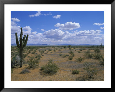 Saguaro Cactus And A Cloudy Sky by Rich Reid Pricing Limited Edition Print image