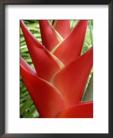 Red Heliconia Flower On West Maui, Hawaii, Usa by Bruce Behnke Pricing Limited Edition Print image