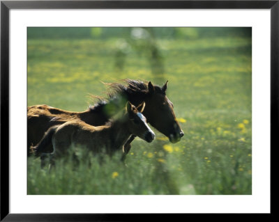 Wild Horse Mare And Colt Running In A High Mountain Plain by O. Louis Mazzatenta Pricing Limited Edition Print image