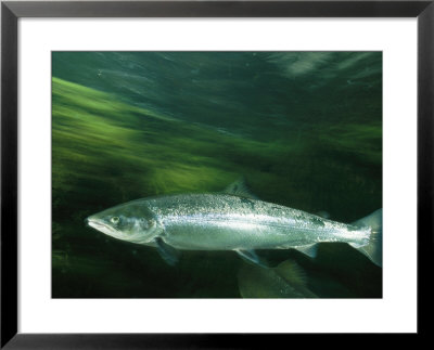 Salmon Enter The Pristine Rivers Of Icleand by Paul Nicklen Pricing Limited Edition Print image