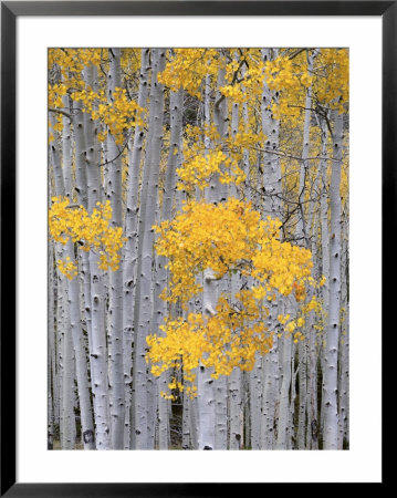 Aspen Grove On Fish Lake Plateau, Fishlake National Forest, Utah, Usa by Scott T. Smith Pricing Limited Edition Print image