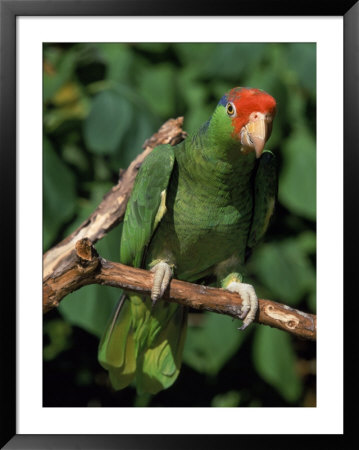 Green Cheeked Amazon, Amazona Viridigenalis by Lynn M. Stone Pricing Limited Edition Print image