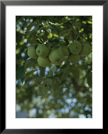 A Close View Of A Group Of Green Apples On A Tree by Taylor S. Kennedy Pricing Limited Edition Print image