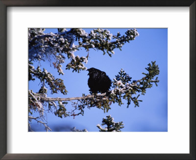 A Blackbird Roosts On A Tree by Paul Nicklen Pricing Limited Edition Print image