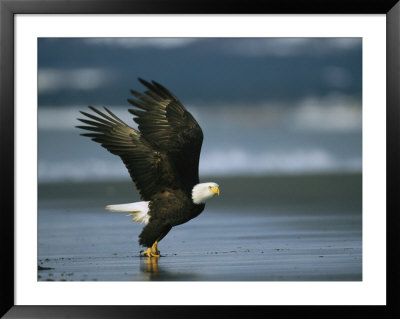 An American Bald Eagle Takes Off From The Shoreline by Klaus Nigge Pricing Limited Edition Print image