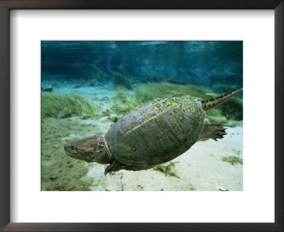 An Algae Dappled Snapping Turtle Swimming In A Clear Spring by Bill Curtsinger Pricing Limited Edition Print image