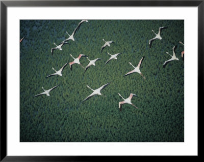 An Aerial View Of Flamingos Flying by Chris Johns Pricing Limited Edition Print image