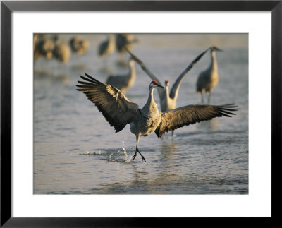 Sandhill Cranes At The Platte River Roost by Joel Sartore Pricing Limited Edition Print image