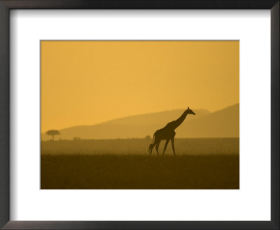 Masai Giraffe Walking At Sunset In Masai Mara. Giraffa Camelopardalis by Roy Toft Pricing Limited Edition Print image