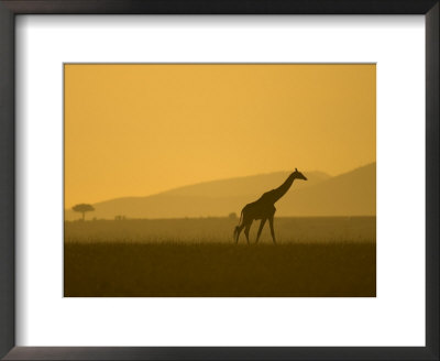 Masai Giraffe Walking At Sunset In Masai Mara. Giraffa Camelopardalis by Roy Toft Pricing Limited Edition Print image