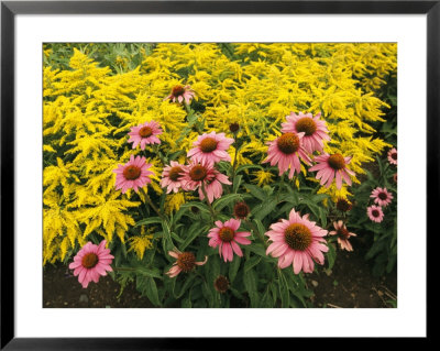 Garden With Purple Coneflowers And Astilbe by Richard Nowitz Pricing Limited Edition Print image