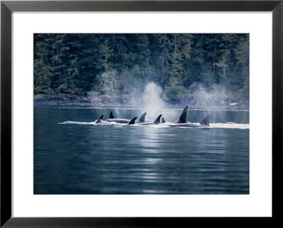 Killer Whale, Pod At Surface, Bc, Canada by Gerard Soury Pricing Limited Edition Print image