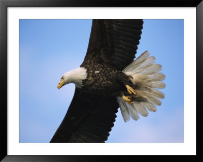 American Bald Eagle In Flight by Tom Murphy Pricing Limited Edition Print image