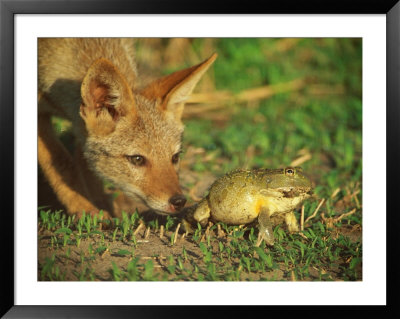 A Golden Jackal Is Curious About An African Bullfrog by Beverly Joubert Pricing Limited Edition Print image