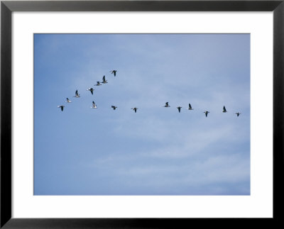 Snow Geese In Flight by James L. Stanfield Pricing Limited Edition Print image