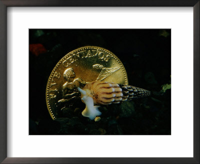 Philippine Gold Coin With Turret Shell by Paul Zahl Pricing Limited Edition Print image