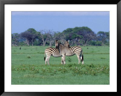 Two Plains Zebras Standing A Field In Chobe National Park by Beverly Joubert Pricing Limited Edition Print image