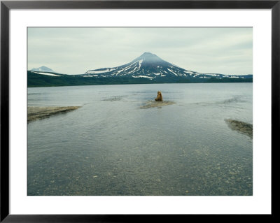 A Brown Bear Sitting On A Sandbar In A River Near A Volcanic Mountain by Klaus Nigge Pricing Limited Edition Print image