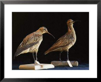 Extinct Eskimo Curlews In An Exhibit by Joel Sartore Pricing Limited Edition Print image