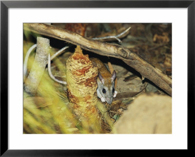 An Endangered Golden-Backed Tree Rat Feeding In Leaf Litter by Jason Edwards Pricing Limited Edition Print image