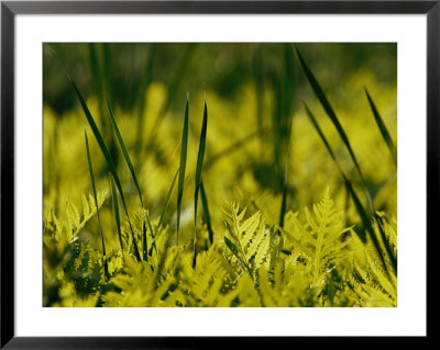 A Close View Of Cattail Plants And Ferns Near The Susquehanna River by Raymond Gehman Pricing Limited Edition Print image