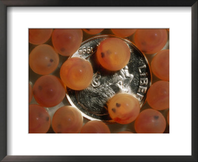 Atlantic Salmon Eggs With United States Dime For Size Comparison by Bill Curtsinger Pricing Limited Edition Print image