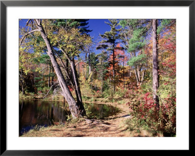 Fall Foliage, Wildlife Sanctuary, Pittsfield, Ma by Steven Emery Pricing Limited Edition Print image
