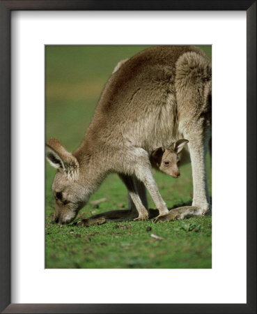 Eastern Grey Kangaroo, With Young, Australia by Patricio Robles Gil Pricing Limited Edition Print image