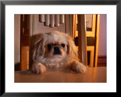 Pekingese Dog Sitting On A Chair At The Table by Henryk T. Kaiser Pricing Limited Edition Print image